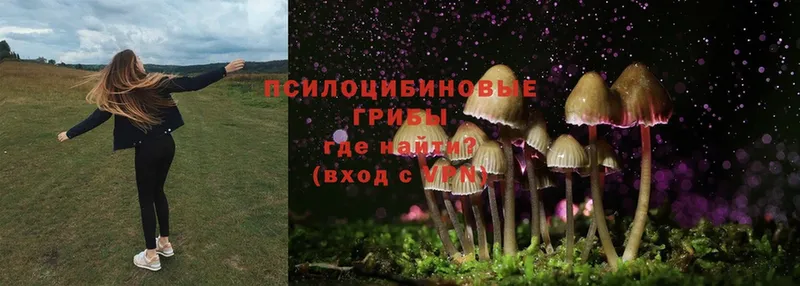 где купить наркотик  Зарайск  Галлюциногенные грибы MAGIC MUSHROOMS 